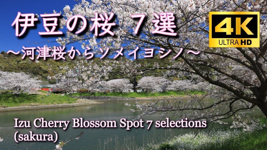 4K Japan Izu Cherry Blossom Spot 7(sakura) 伊豆の桜 7選 稲取高原 さくらの里 伊豆高原桜並木 南伊豆青野川桜並木 松崎那賀川桜並木 熱海桜 河津桜 4K Japan Izu Cherry Blossom Spot 7(sakura) 伊豆の桜 7選 稲取高原 さくらの里 伊豆高原桜並木 南伊豆青野川桜並木 松崎那賀川桜並木 熱海桜 河津桜