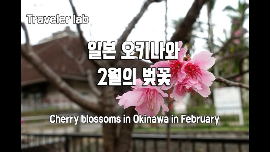 일본 오키나와 2월의 벚꽃 (Cherry blossoms in Okinawa in February) (Traveler 디바이스)
