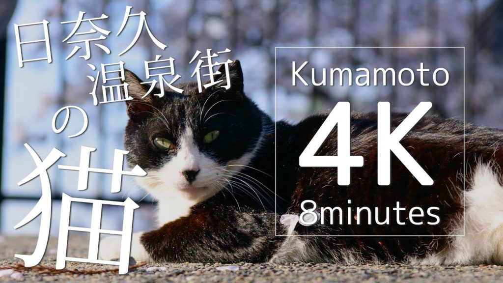 日奈久温泉街の猫【Kumamoto 4K 10minutes】NikonD850