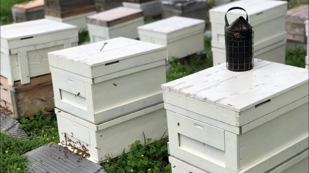 Honey Making Experience in Tokyo