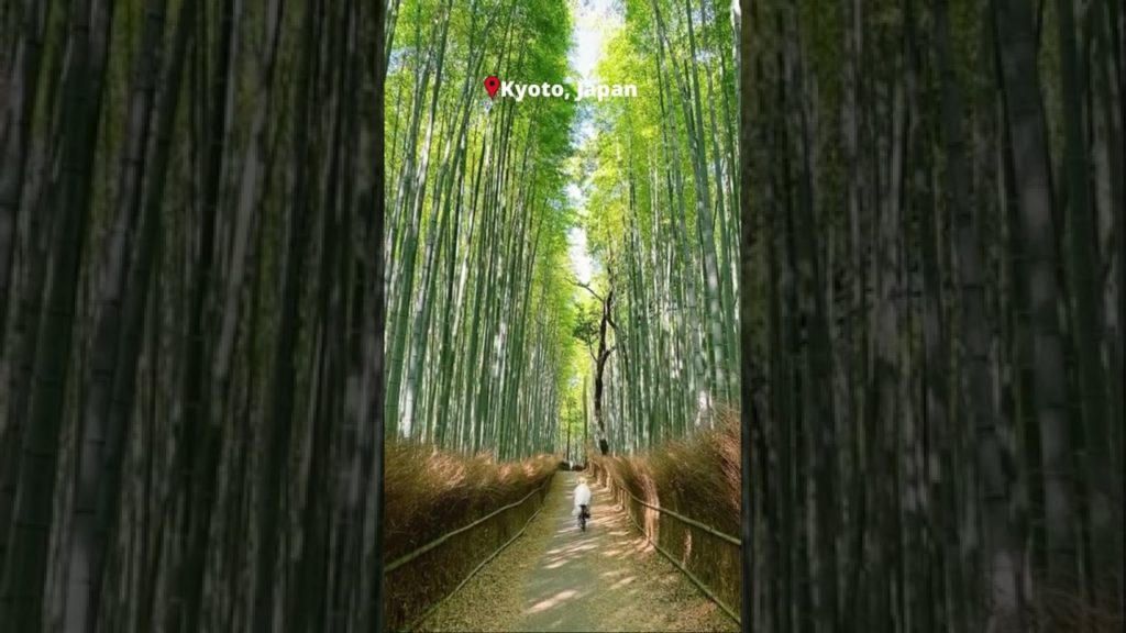 Wandering the Arashiyama Bamboo Forest of Kyoto, Japan #shorts #travel