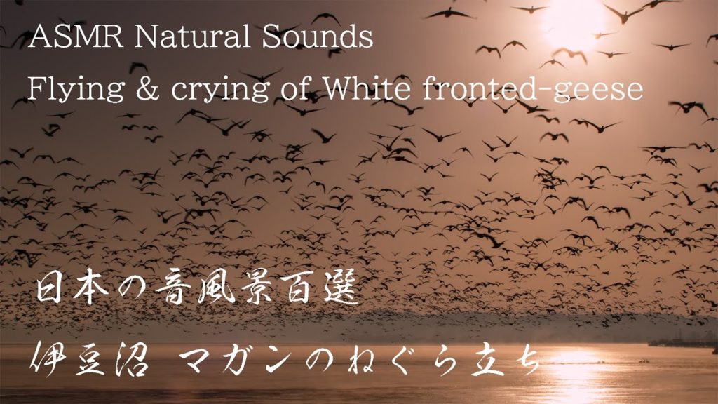 Amazing moment in Japan 伊豆沼 冬の風景 マガンの塒立ち Migratory Birds Huge Roosting | 6K ASMR Nature Sounds Amazing moment in Japan 伊豆沼 冬の風景 マガンの塒立ち Migratory Birds Huge Roosting | 6K ASMR Nature Sounds