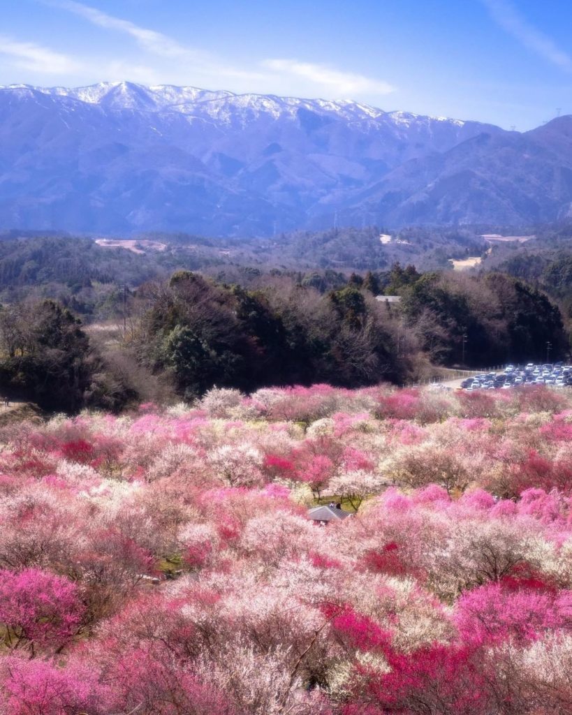 Visit Japan: Aren’t these colors brilliant?
The pretty pink plum blossoms arrive before saku… Aren't these colors brilliant?
The pretty pink plum blossoms arrive before saku...