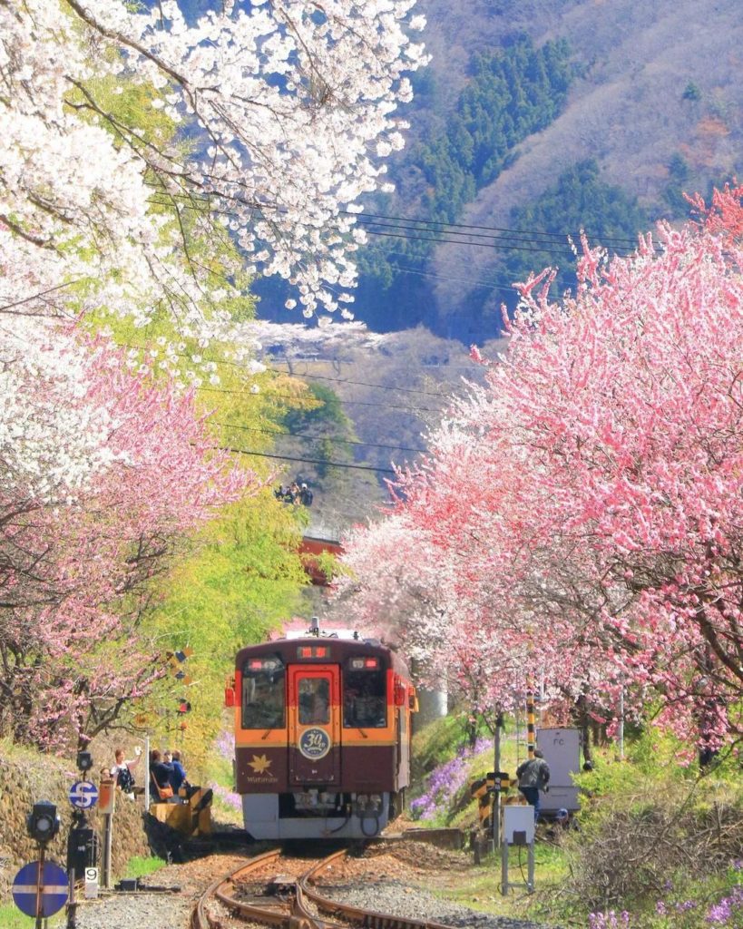 We're so ready for spring scenery like this! Say hello to the Watarase Keikoku R...