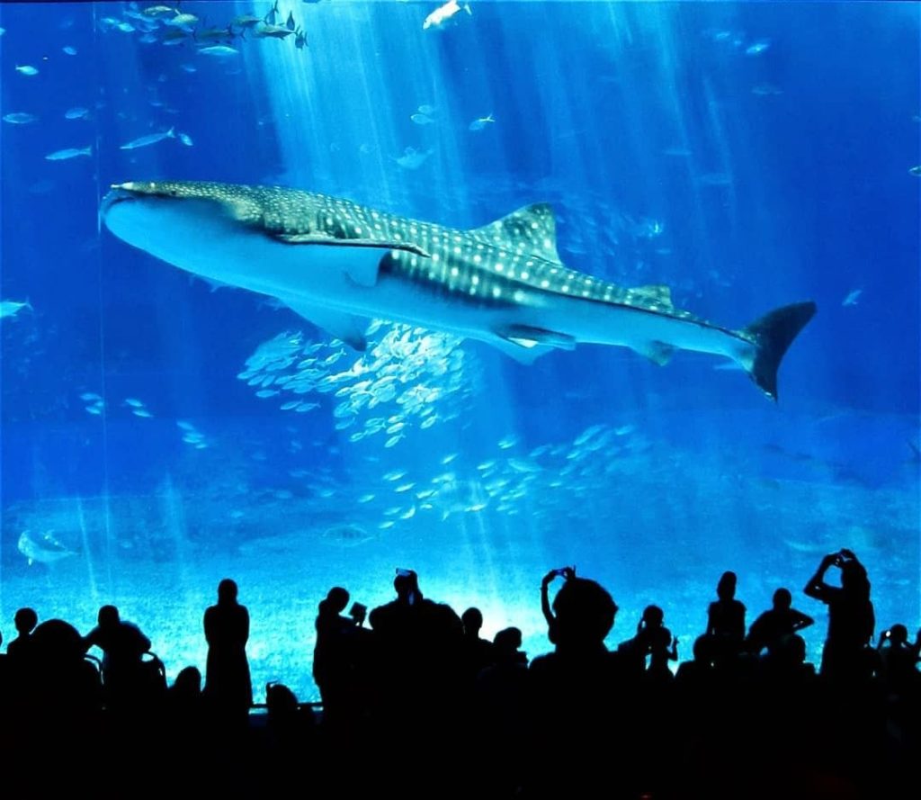 Visit Japan: Have you ever been this close to such majestic animals?
In this pre-COVID-19 im… Have you ever been this close to such majestic animals?
In this pre-COVID-19 im...