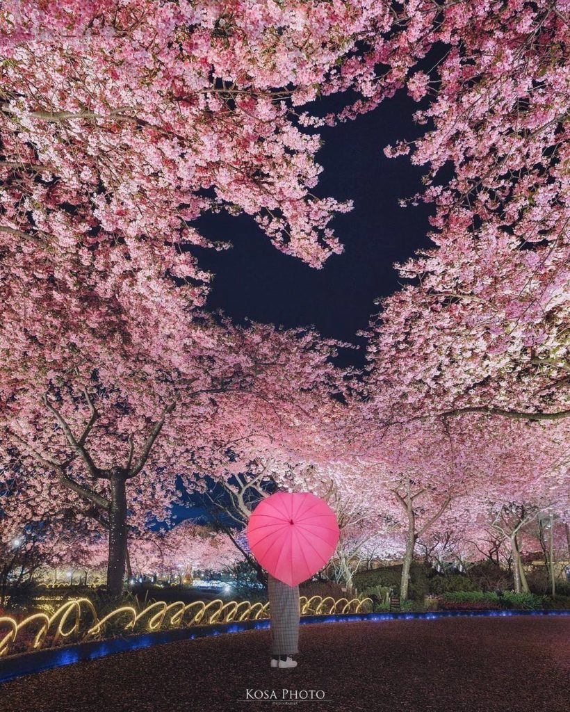 Visit Japan: In March, the early-blooming Kawazu cherry blossoms in Nabano no Sato Flower Par… In March, the early-blooming Kawazu cherry blossoms in Nabano no Sato Flower Par...