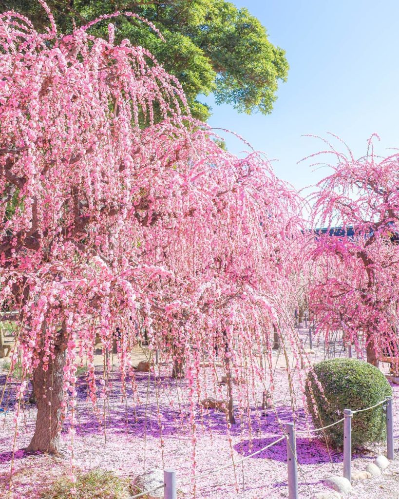 .
春の訪れを告げる #結城神社 
しだれ梅の名所で一足先に春を感じよう
#togetherthisfebruary  Yuki Shrine heralds...