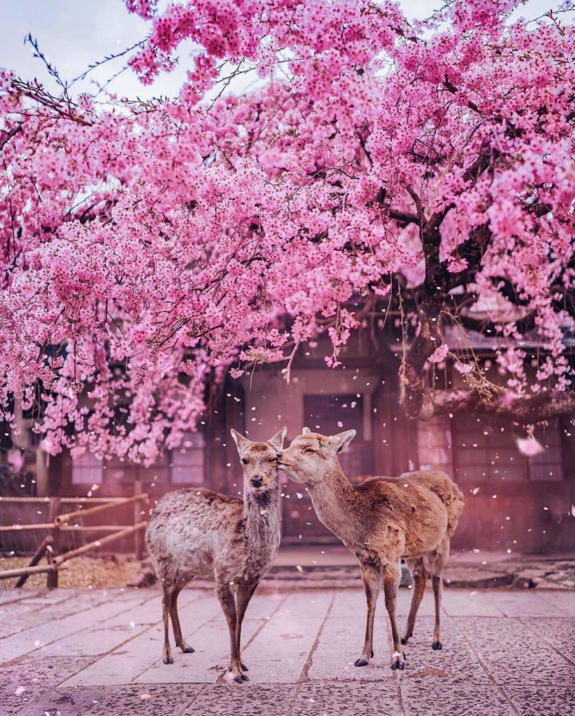 We can’t get enough of this picture of Nara deer playing under the cherry blosso...