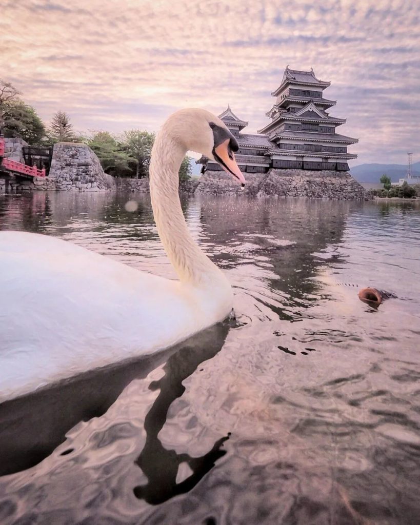 Japan Travel: A bird’s-eye view of Matsumoto Castle
: @criss1016
—–
Matsumoto Castle, #Nag… A bird's-eye view of Matsumoto Castle
: @criss1016
-----
Matsumoto Castle, #Nag...