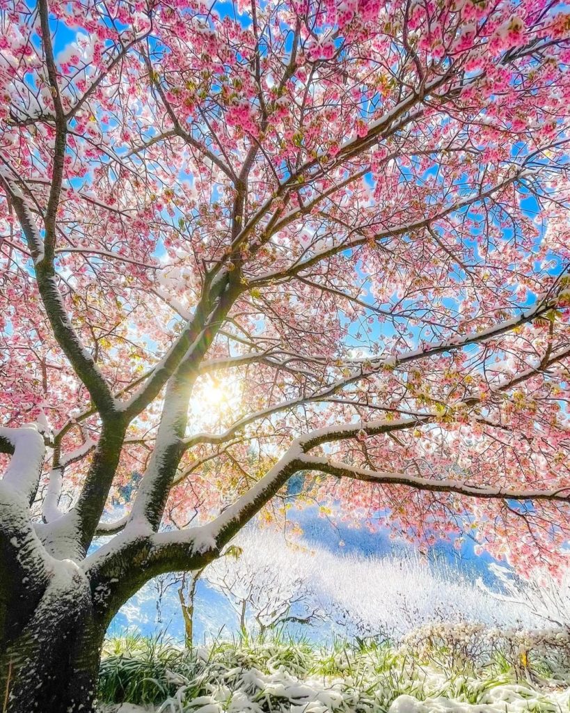 Did you know that snow-covered cherry blossom exists? 
Astonishingly, when you c...