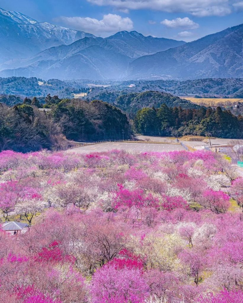 Mie Prefecture's Inabe City Agricultural Park is home to approximately 45,000 pl...