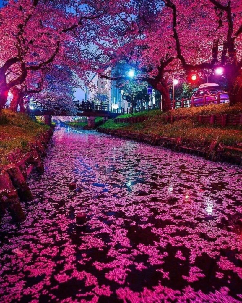 Cherry blossom tree Kawagoe, Japan 🇯🇵♥️