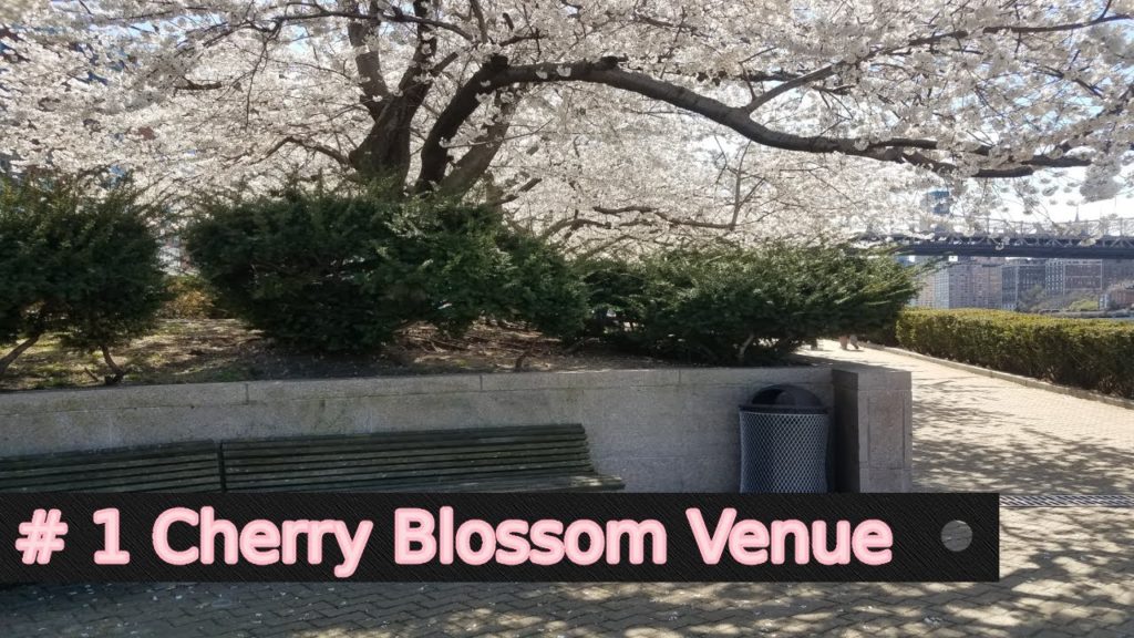 Roosevelt Island Cherry Blossoms And Comprehensive Tour