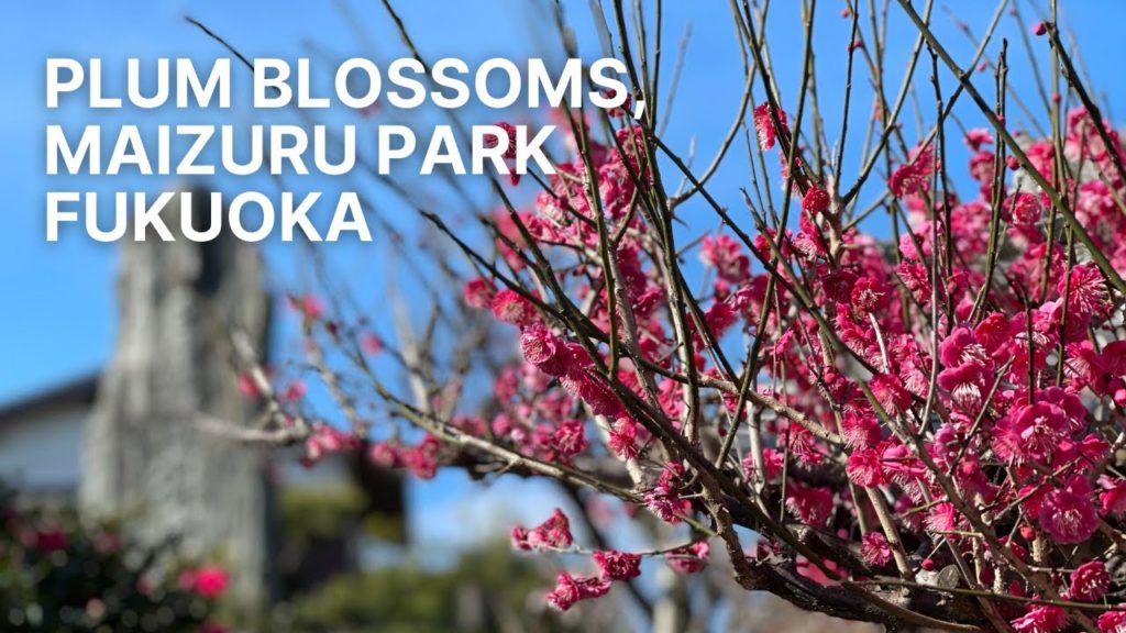 Plum Blossoms & Flea Market in Fukuoka / 福岡城跡 舞鶴公園の梅園 - Japan Live Stream