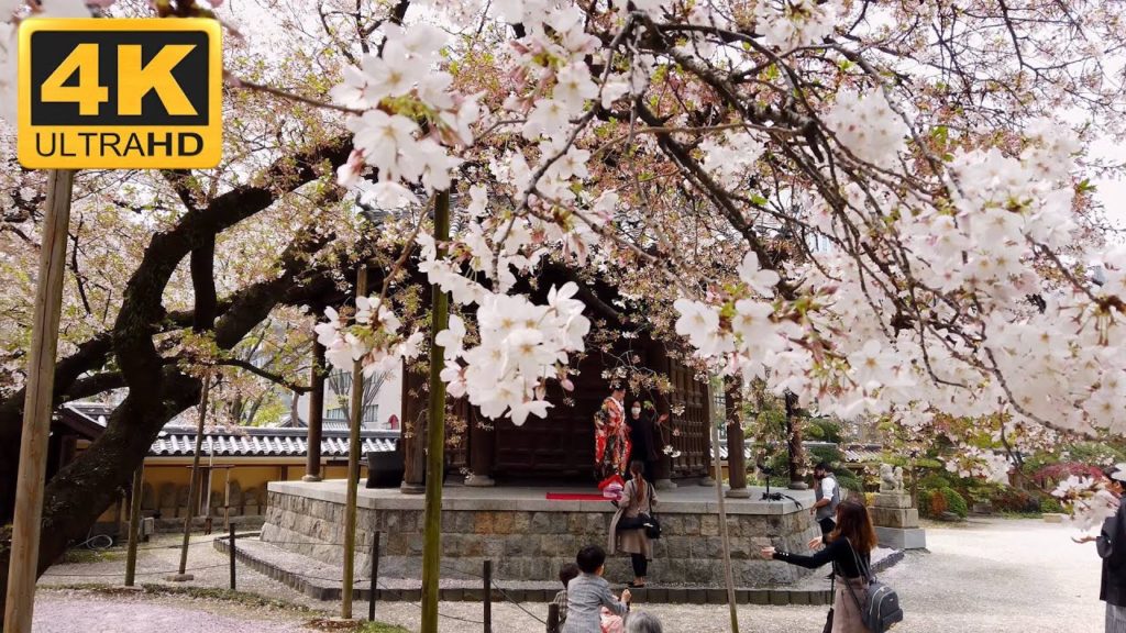 [4K] Fukuoka Japan - Old Town Hakata / Japanese Temples and Shrines Tour / Cherry Blossom Season