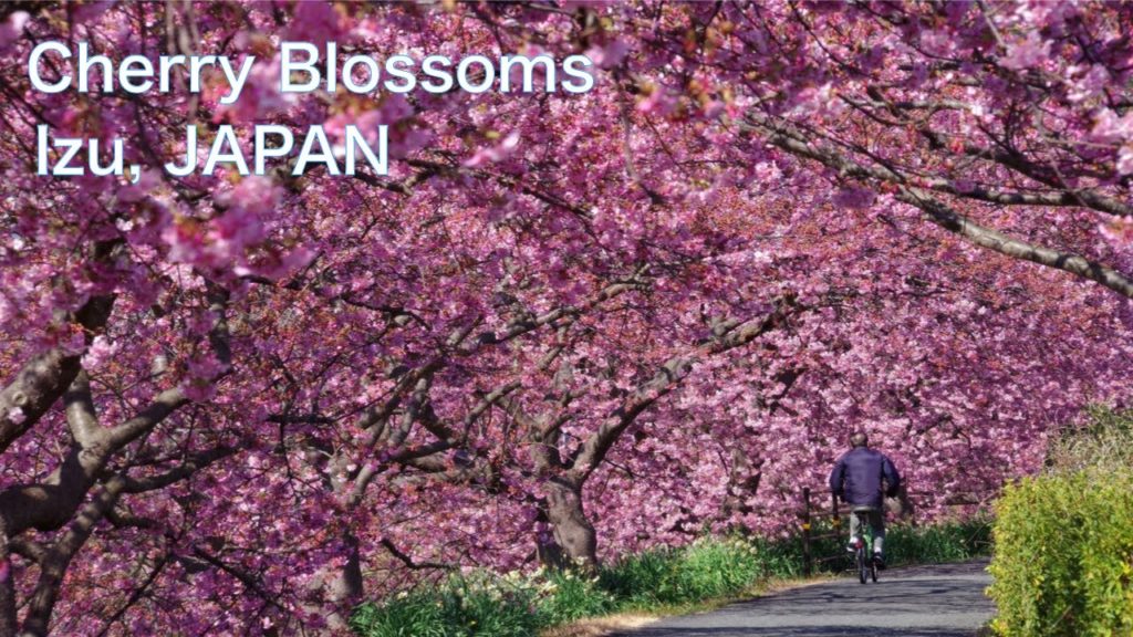 【Cherry Blossom・SAKURA：Izu, JAPAN】Cherry Blossoms are blooming in February　Kawazu-zakura