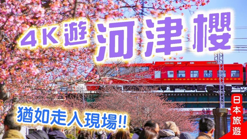 4K遊河津櫻🌸30分鐘散步猶如走入現場!帶大家看美麗盛開的河津櫻花 #伊豆 #日本 #靜岡縣 4K遊河津櫻🌸30分鐘散步猶如走入現場!帶大家看美麗盛開的河津櫻花 #伊豆 #日本 #靜岡縣