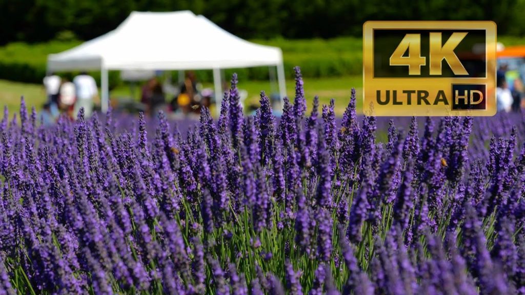 Sequim Lavender Festival 1 of 2 20190720 4K UHD
