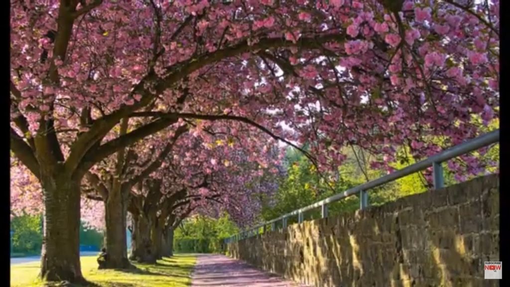 2021 CHERRY BLOSSOM IN WASHINGTON DC | 4K Tour | தமிழ்