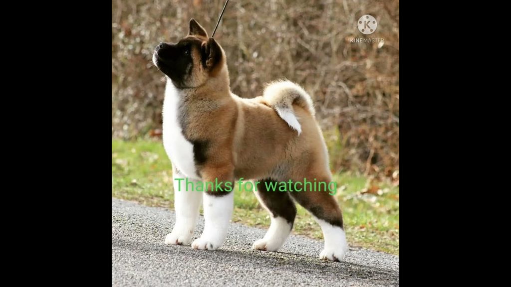 Hassan  puppy American Akita # vicky vlogz