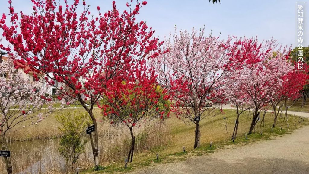 Cherry Blossoms in Japan , Walking tour |Japan Travel - JV GO