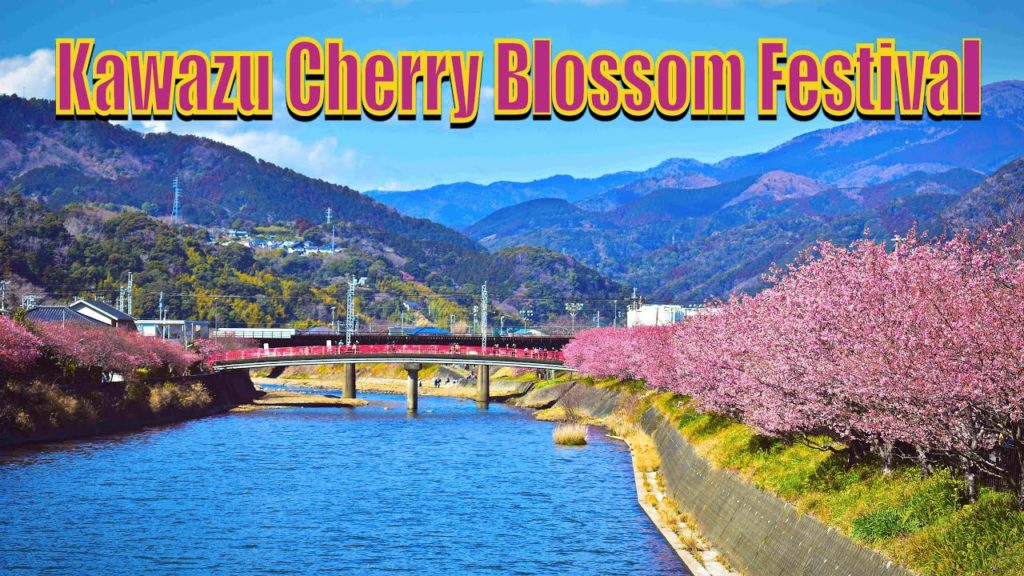 Kawazu Cherry Blossom Festival | #河津桜まつり Kawazu Cherry Blossom Festival | #河津桜まつり