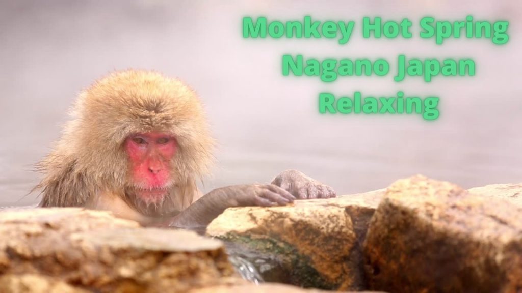 Monkey Spa Hot Springs Japan Nagano Japanese Onsen For Relaxing Calming Rest Meditation Snow Monkeys Monkey Spa Hot Springs Japan Nagano Japanese Onsen For Relaxing Calming Rest Meditation Snow Monkeys