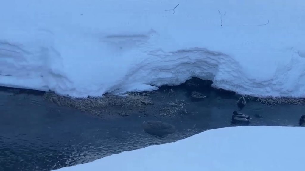 ❤️Ducks Chilling IN SNOW❤️/HOKKAIDO VLOG/TRAVEL VLOG/JAPAN/INDIAN IN JAPAN#hello#konnichiwa