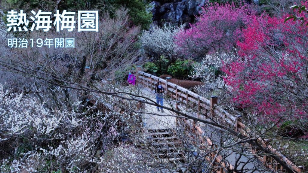 【熱海梅園】1886年開園の梅の名所の梅まつり 温泉リゾート熱海の人気観光スポット 静岡県ひとり旅 JAPAN Travel:Onsen Town "Atami" ライブカメラ 【熱海梅園】1886年開園の梅の名所の梅まつり 温泉リゾート熱海の人気観光スポット 静岡県ひとり旅 JAPAN Travel:Onsen Town "Atami" ライブカメラ