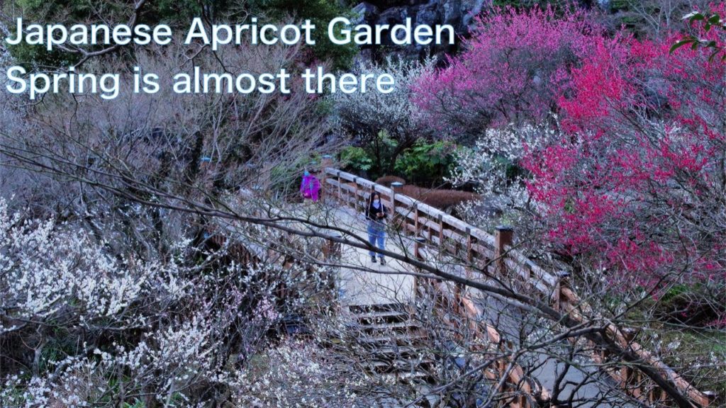 【ATAMI, JAPAN】Walk in Atami Japanese apricot Garden　Atami is famous Onsen resort near Tokyo