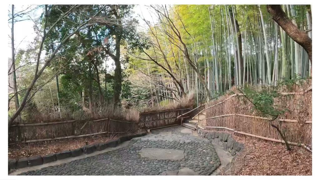 Walking to a bamboo grove