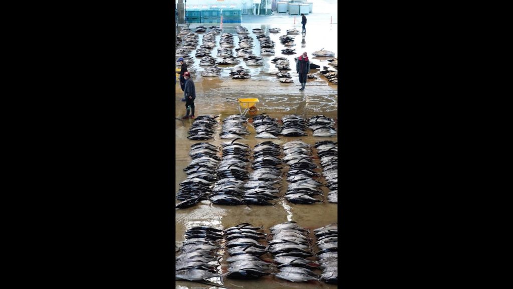 日本一の生マグロ漁港 / Japan largest raw tsuna fish market