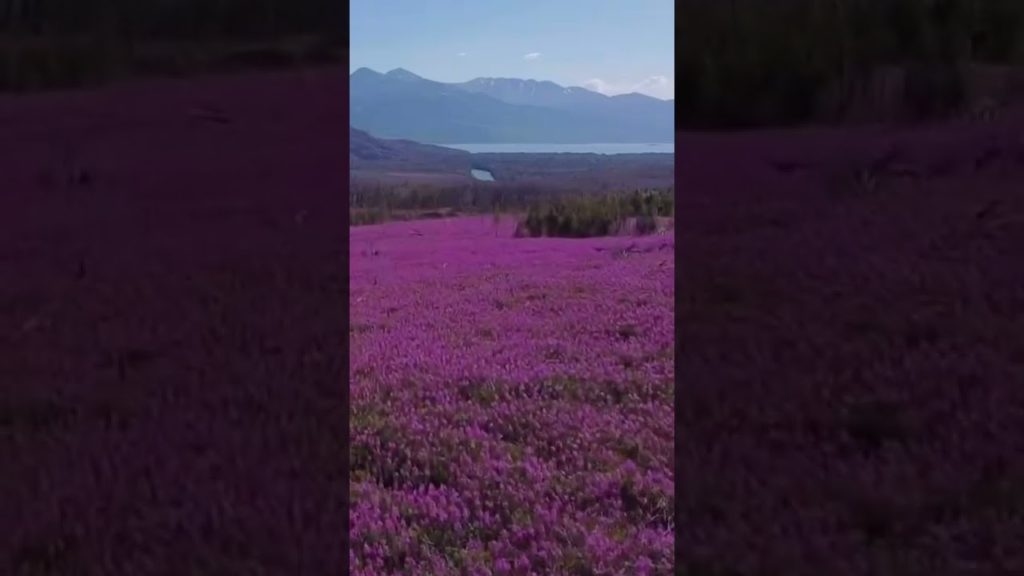 HUGE field of Alaska Fireweed Flowers 🌸 Drone View