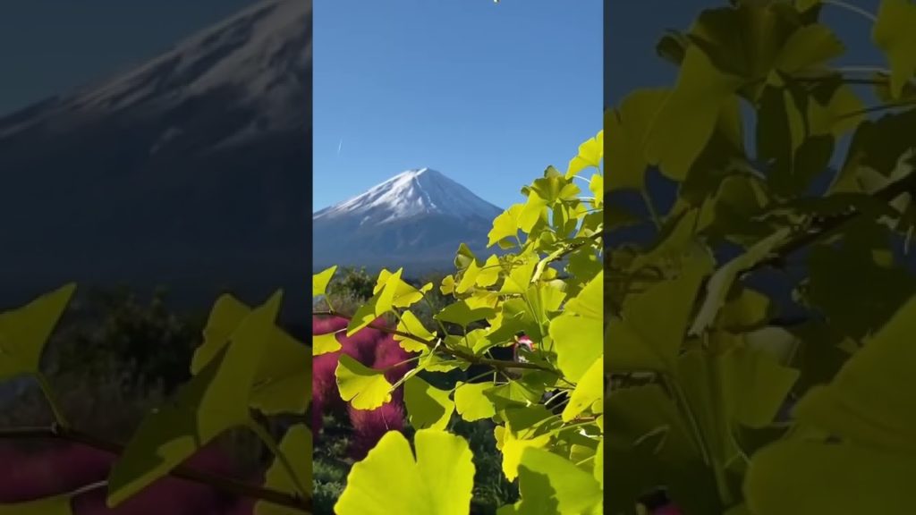 🇯🇵 Fuji Mountain 富士山 🌸 #shorts #short #shortvideo #travel #tokyo #japan #fuji #富士山 #trending