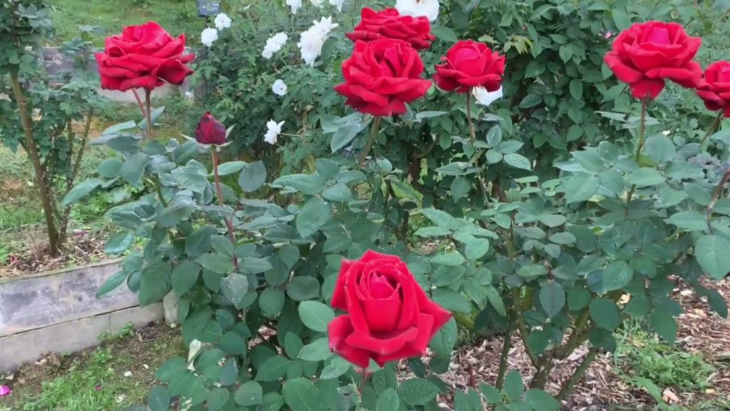 ROSE GARDEN OF HIBIKINADA GREEN PARK DURING AUTUMN 2021