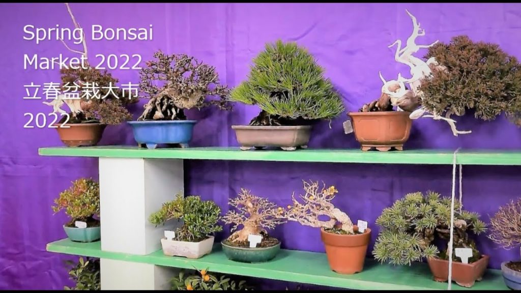 ❷ Spring Bonsai Market 2022 at the UGC ・ 立春盆栽大市 2022「上野グーリンクラブ」 ❷ Spring Bonsai Market 2022 at the UGC ・ 立春盆栽大市 2022「上野グーリンクラブ」