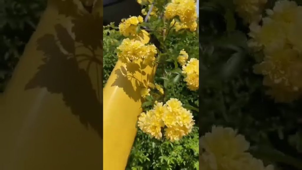 Beautiful Colour Flower Beautiful Colour Flower