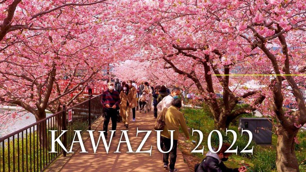 【Cherry blossoms】 KAWAZU 2022. #4K #河津桜 【Cherry blossoms】 KAWAZU 2022. #4K #河津桜