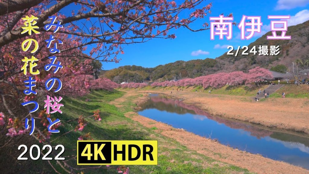 2022 みなみの桜と菜の花まつり(4K-HDR) Cherry Blossoms & Rape Blossoms Festival At South Izu(UHD-HDR) 2022 みなみの桜と菜の花まつり(4K-HDR) Cherry Blossoms & Rape Blossoms Festival At South Izu(UHD-HDR)