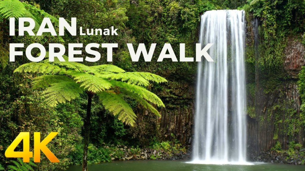 4K Virtual Forest Walk , Nature Sounds for Sleep and Study | 4K ASMR 4K Virtual Forest Walk , Nature Sounds for Sleep and Study | 4K ASMR