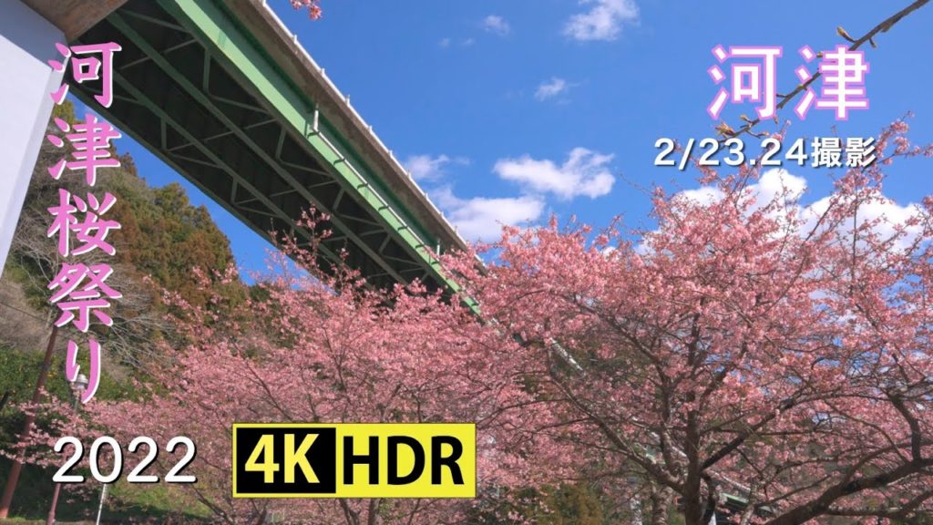 2022 第32回 河津桜まつり(4K-HDR) 32nd Kawazu Cherry Blossoms Festival(UHD-HDR)