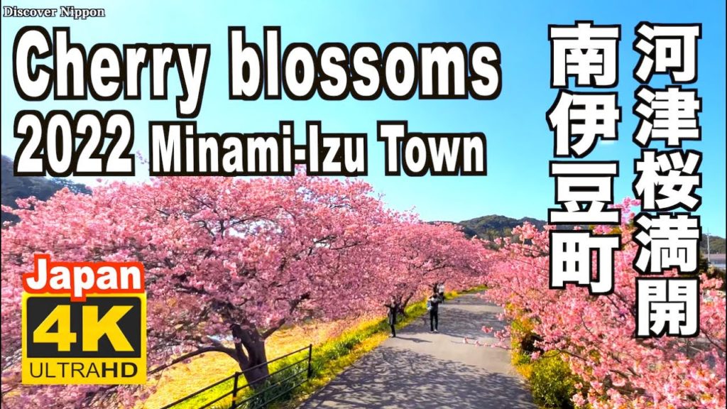 4K 2022 河津桜 Cherry Blossom JAPAN 南伊豆・みなみの桜と菜の花まつり Minami-Izu 伊豆観光 日本の桜 河津桜 満開 花見 開花 桜の名所 日本の桜 早咲き 4K 2022 河津桜 Cherry Blossom JAPAN 南伊豆・みなみの桜と菜の花まつり Minami-Izu 伊豆観光 日本の桜 河津桜 満開 花見 開花 桜の名所 日本の桜 早咲き