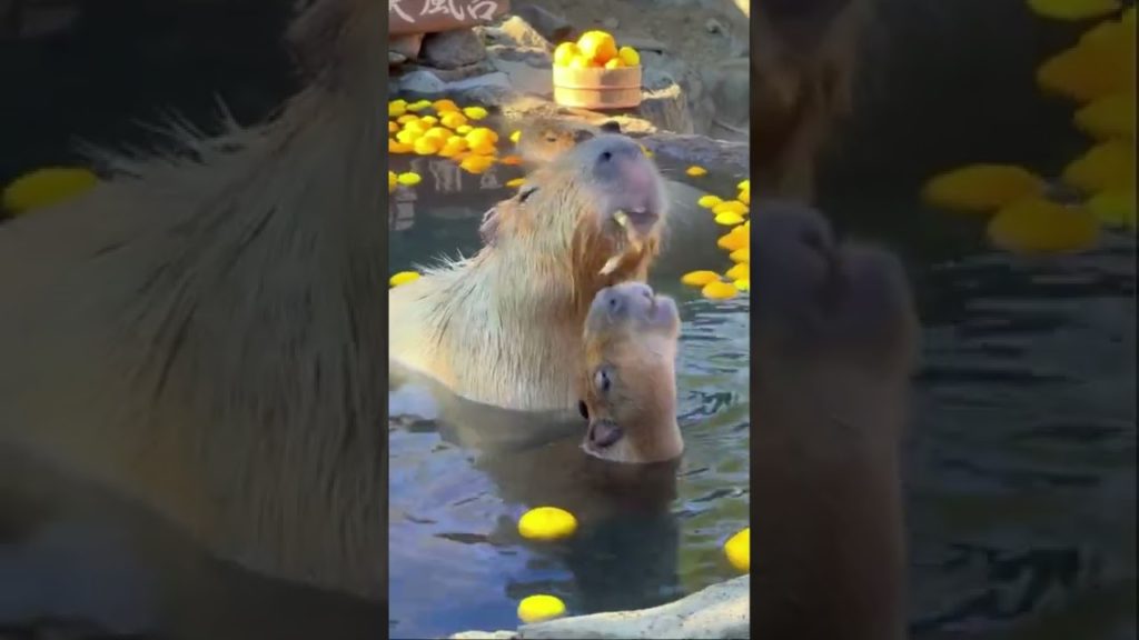 Adorable Capybaras in Japanš„ŗ#shorts #travel Adorable Capybaras in Japanš„ŗ#shorts #travel