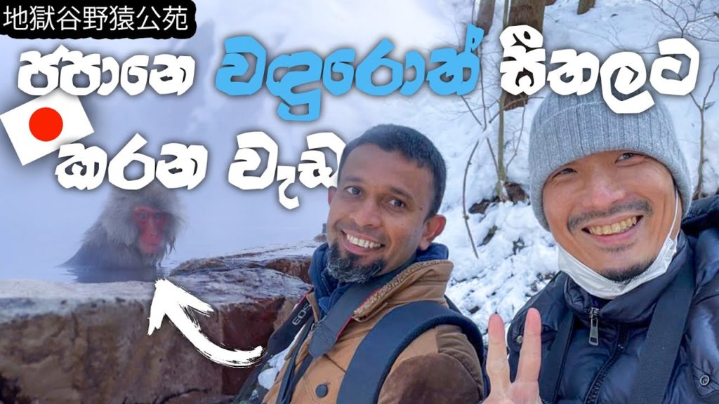 Snow monkey park in Japan 地獄谷野猿公苑 වඳුරො නාන උණුවතුර පොකුණුJapan travel /Holiday run