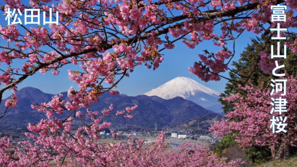【松田山:富士山と河津桜】西平畑公園の桜まつり Cherry blossoms × Mt.Fuji 関東 桜の名所 JAPAN TRAVEL Mount Fuji Sakura 桜 【松田山:富士山と河津桜】西平畑公園の桜まつり Cherry blossoms × Mt.Fuji 関東 桜の名所 JAPAN TRAVEL Mount Fuji Sakura 桜