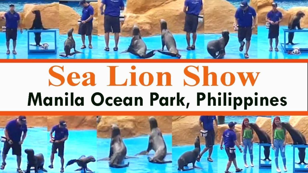 Sea Lion Show Manila Ocean Park Philippines l Travel Destinations l Sightseeing l Manila Tours