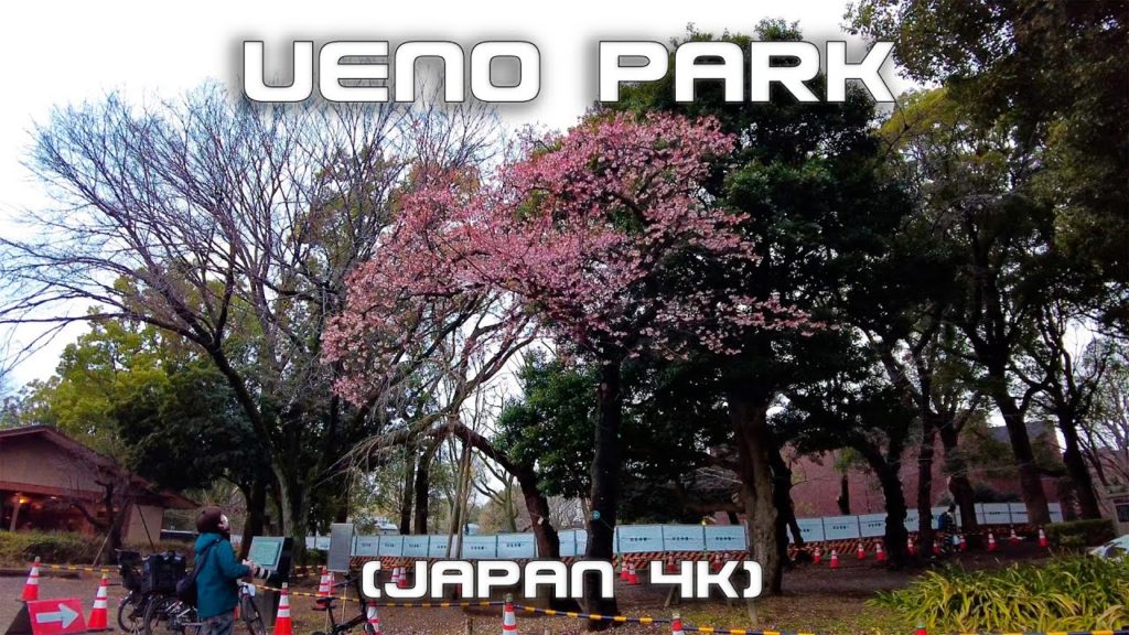 Rainy spring day at Ueno park / Tokyo / 4K Japan