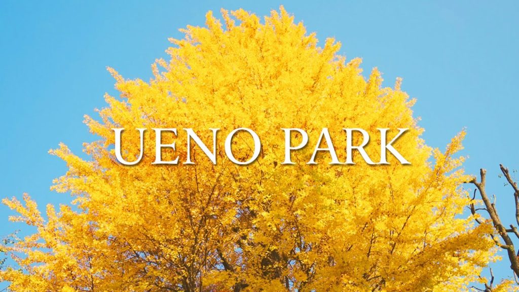 【Japan Walking Tour】GINKGO OF UENO PARK / 銀杏の上野恩賜公園 【Japan Walking Tour】GINKGO OF UENO PARK / 銀杏の上野恩賜公園
