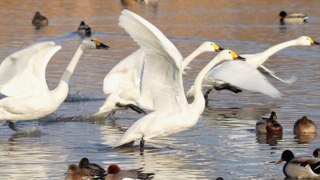 Swans Returning Home | 小白鳥の北帰行