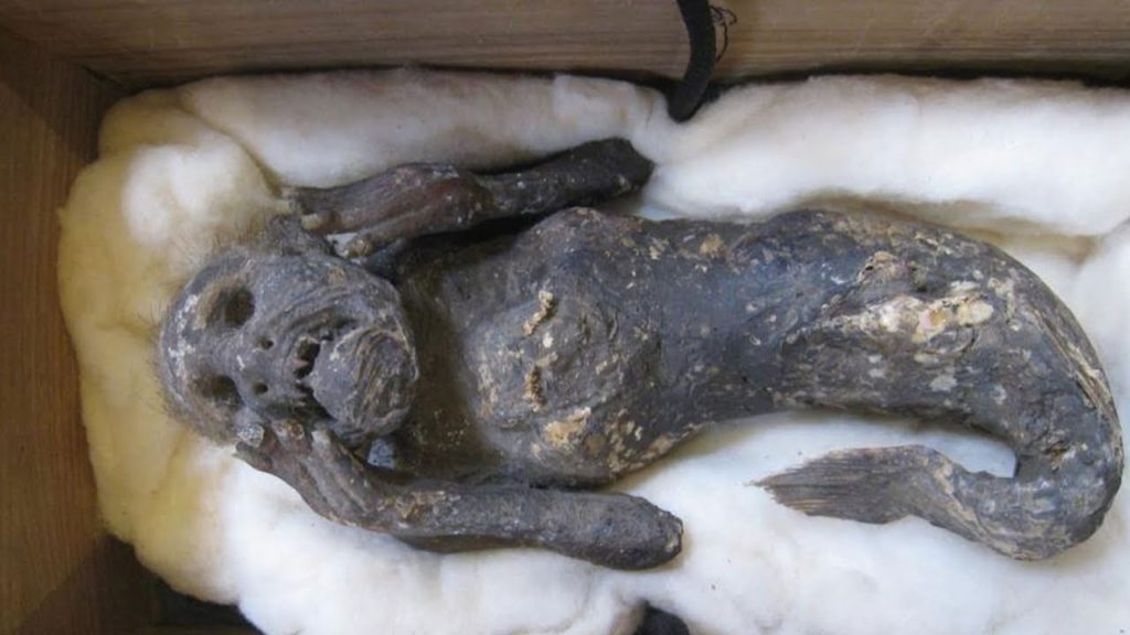 300-year-old mummified 'mermaid' finally explained